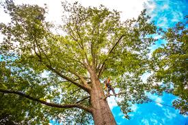 Best Tree and Shrub Care  in Preston, ID