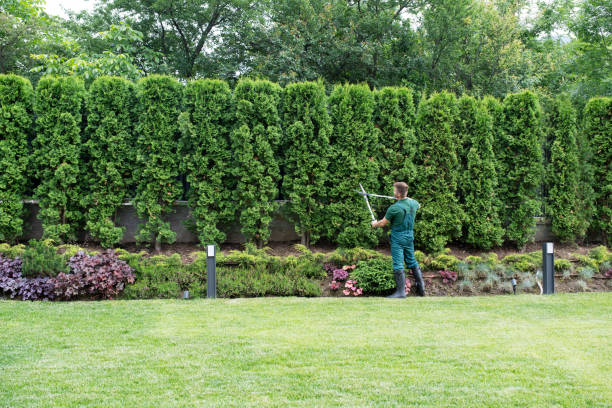 Best Tree Trimming and Pruning  in Preston, ID